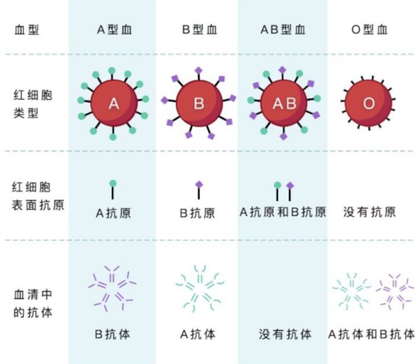 rh血型阴性查抗体_怎么查宝宝的血型_网上如何查自己的血型