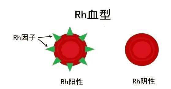 o型血缺血怎么办_a b o型算不算熊猫血的人。_o型rh阴性血 ab型