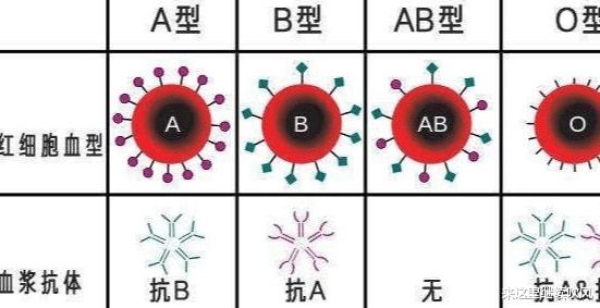 o型血的孕妇要注意什么_a b o型算不算熊猫血的人。_孕妇是ab型老公o型会溶血