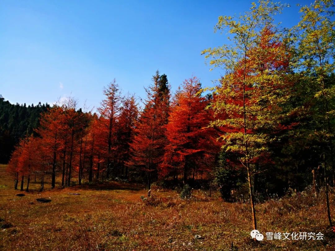 花瑶花_花瑶婚俗_花瑶花护肤品怎么样