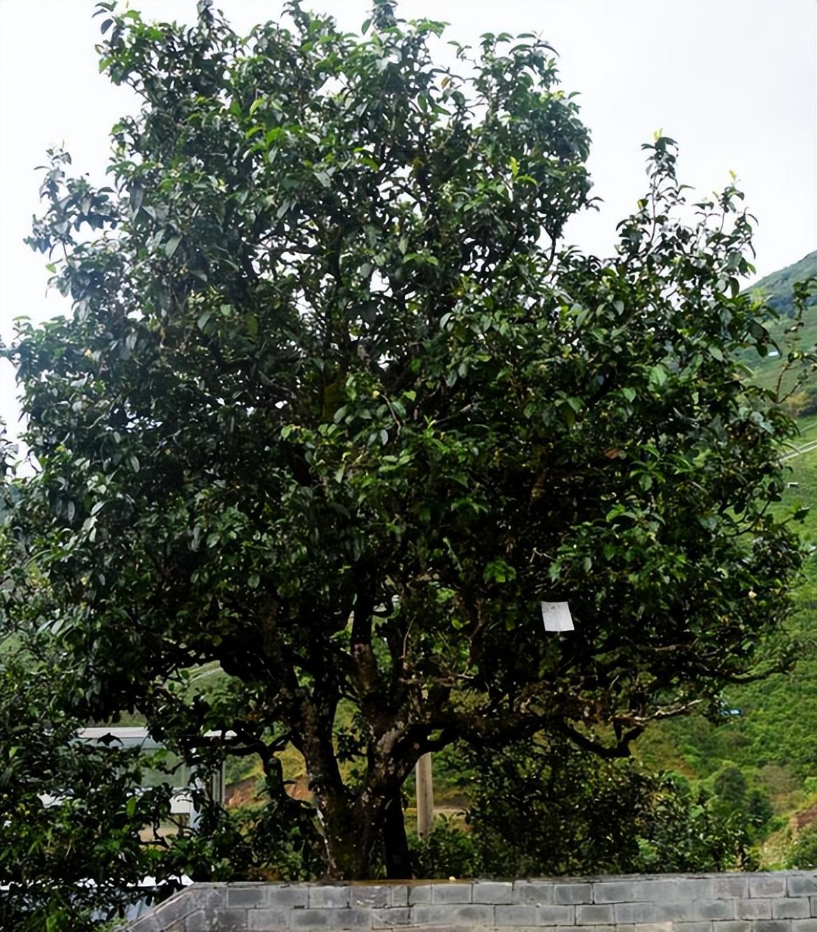 冰岛茶介绍_冰岛农家茶_冰岛茶图片