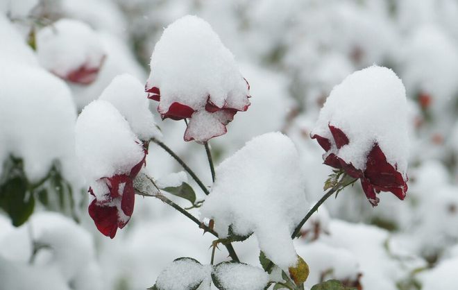 二十四节气大雪谚语大全_节气谚语大全_农谚谚语大全24节气