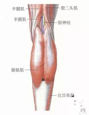 针灸穴位大挂图_列缺穴怎样针灸_针灸穴位听宫,听会穴,翳风穴,肾俞穴