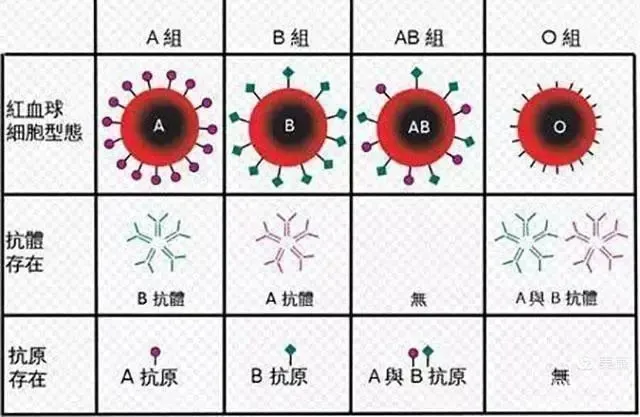 o型rh阴性血孕妇_o型血输血_o型rh阴性血 ab型