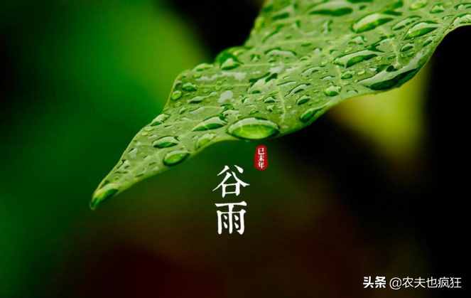 节气谷雨是几号_节气谷雨是什么意思_谷雨是节气吗