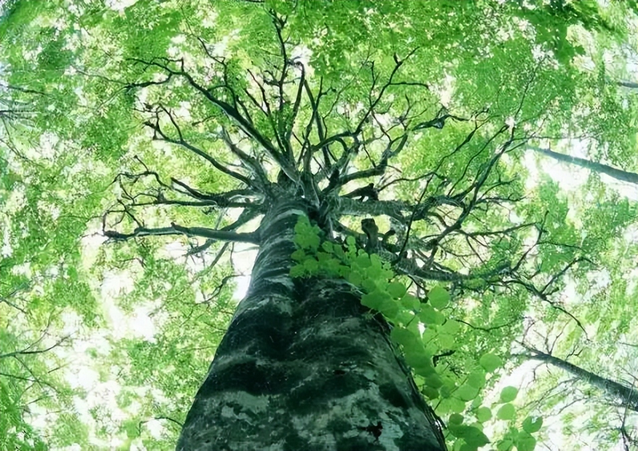 历法干支纪时_干支纪法是按照农历还是阴历_干支纪时法查询