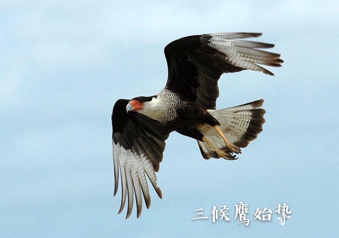 节气惊蛰的读音_节气惊蛰百科_惊蛰24节气