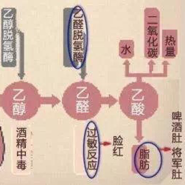 喝酒之前喝什么茶可以喝不醉酒_酒前可以喝茶吗_喝酒前可以喝茶叶吗