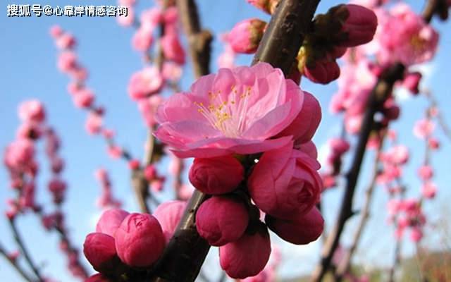 命理桃花劫什么意思_桃花劫命格_命理桃花劫