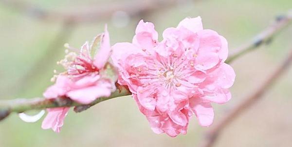 命里桃花劫_命理桃花劫_八字桃花劫