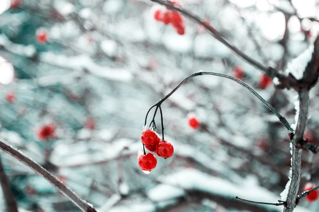 大雪节气今天吃什么_今日大雪节气_今天大雪节气