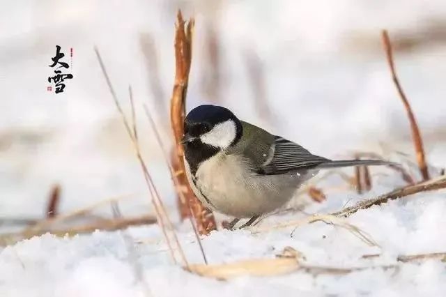 今天大雪节气_大雪节气今天吃什么_今日大雪节气