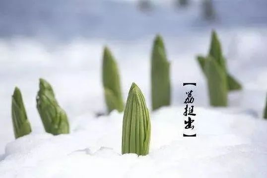 大雪节气今天吃什么_今日大雪节气_今天大雪节气