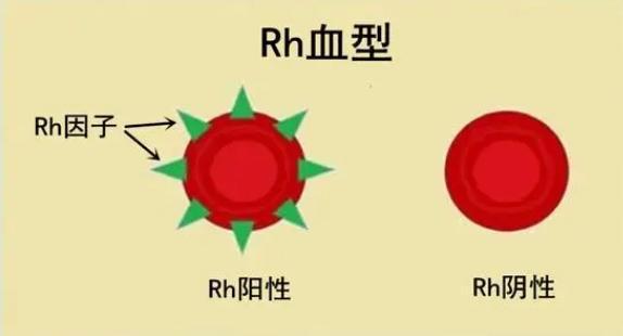 b型血是显性基因吗_b型血的基因_血型为b型的人其基因型有几种