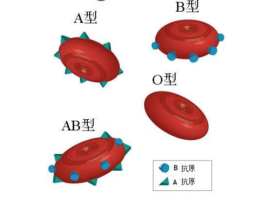 血型为b型的人其基因型有几种_b型血的基因_b型血是显性基因吗