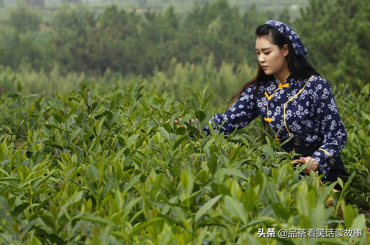 喝酒喝绿茶能解酒吗_绿茶喝酒的后果_喝酒喝多了喝绿茶管用吗