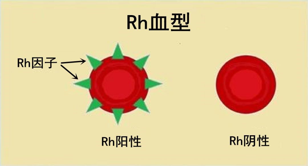 血型是ab型是什么意思_ab型血来源_ab血型原理