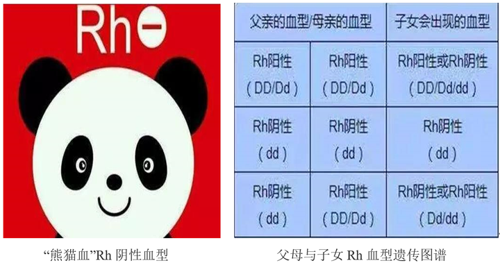 血型a+是什么意思_血型a_血型a型rh阳性是什么意思